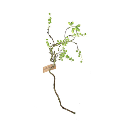 Green Budding Branch - Little Prairie Girl