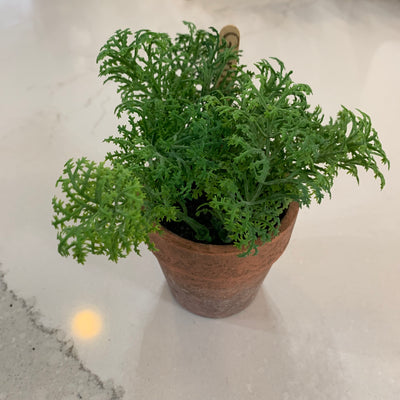 Assorted Herb Plant in Clay Pot - Little Prairie Girl