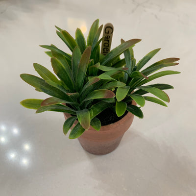 Assorted Herb Plant in Clay Pot - Little Prairie Girl