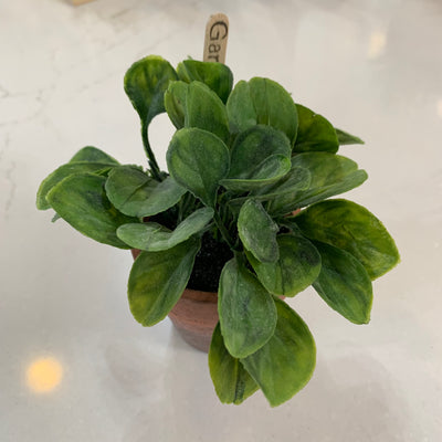 Assorted Herb Plant in Clay Pot - Little Prairie Girl